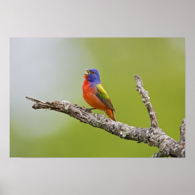 Póster Pintor (Passerina ciris) macho cantando (Frente)