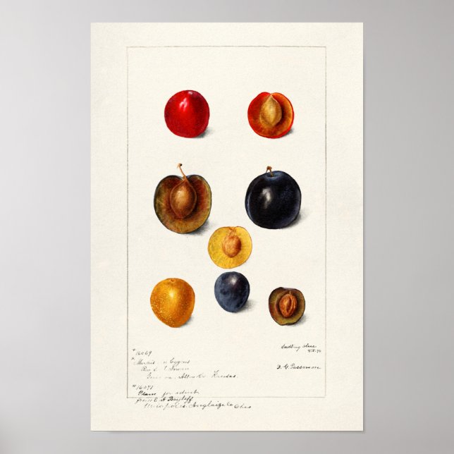 Póster Pintura acuática de ciruelas (Prunnus Domeatica) (Frente)
