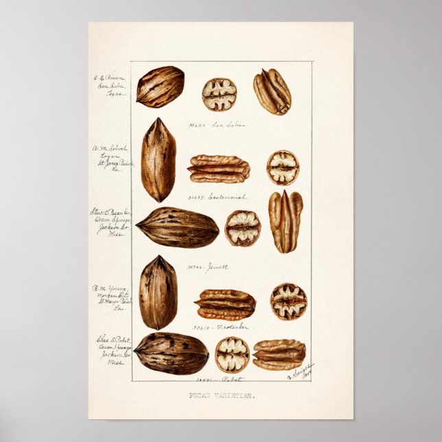 Póster Pintura acuática de Pecans (Carya Illinoinensis) (Frente)