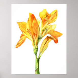 Póster Pintura amarilla de la acuarela de la flor, Bello