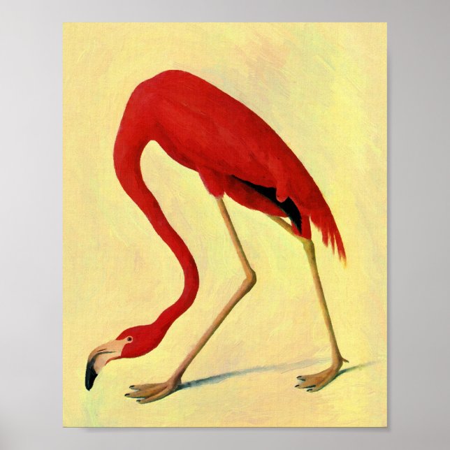 Póster Pintura auduónica de flamenco estadounidense (Frente)
