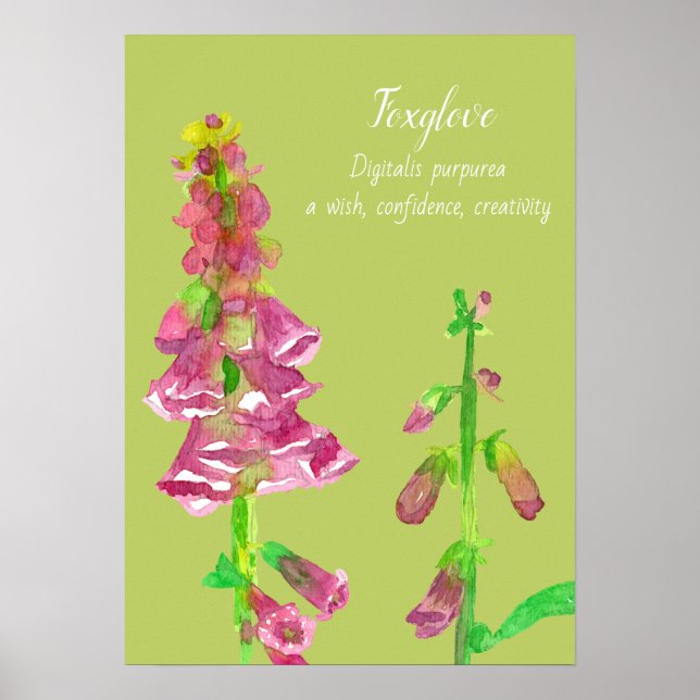 Póster Pintura botánica de Foxglove Flower (Frente)