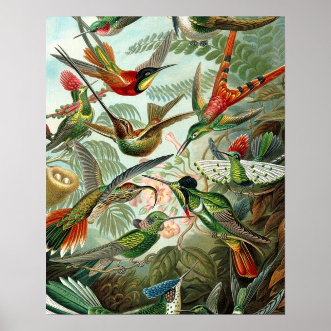 Póster pintura clásica de la fauna silvestre de comingbir (Frente)