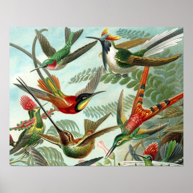 Póster pintura clásica de la fauna silvestre de comingbir (Frente)