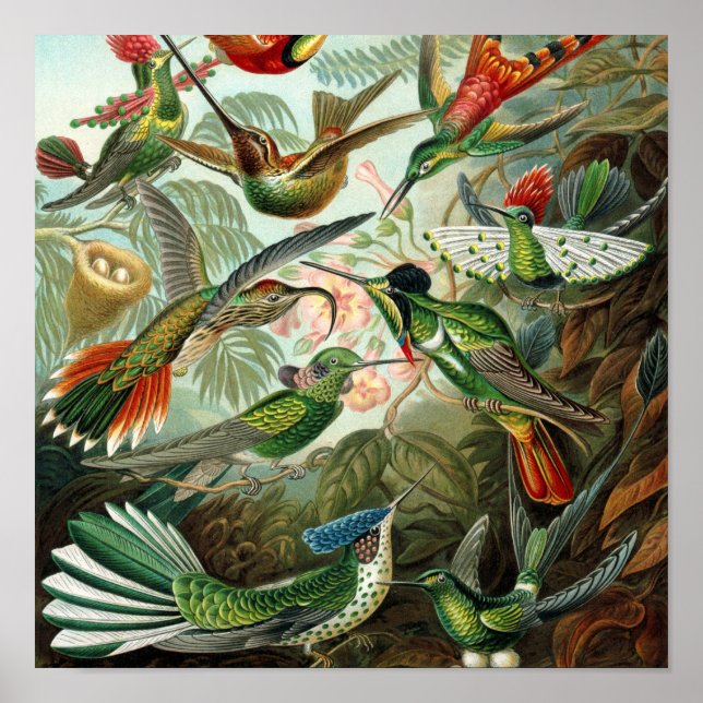 Póster pintura clásica de la fauna silvestre de comingbir (Frente)