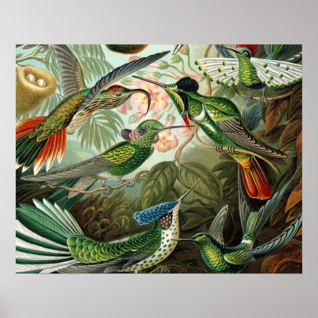 Póster pintura clásica de la fauna silvestre de comingbir (Frente)