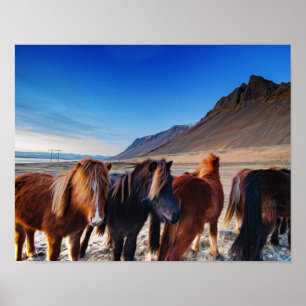 Póster Pintura de aceite de caballos de Islandia