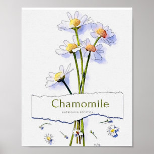 Póster Pintura de acuarela de época de Chamomile