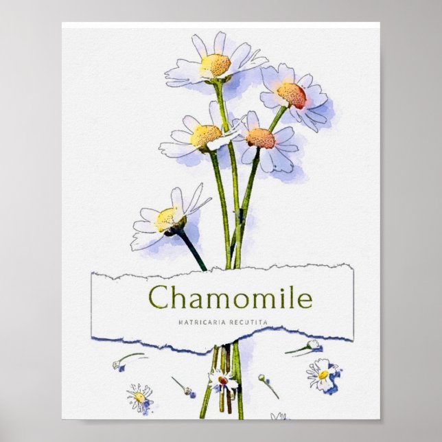 Póster Pintura de acuarela de época de Chamomile (Frente)