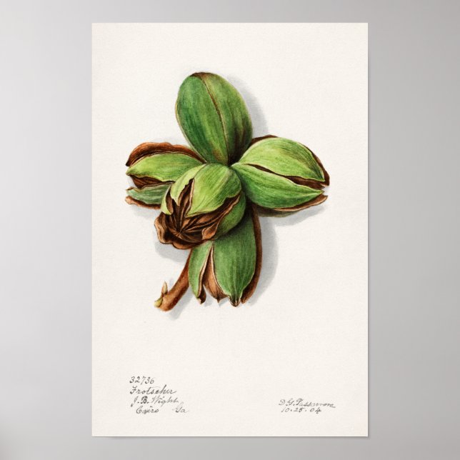 Póster Pintura de acuarela de hickory (Carya) de fruta (Frente)