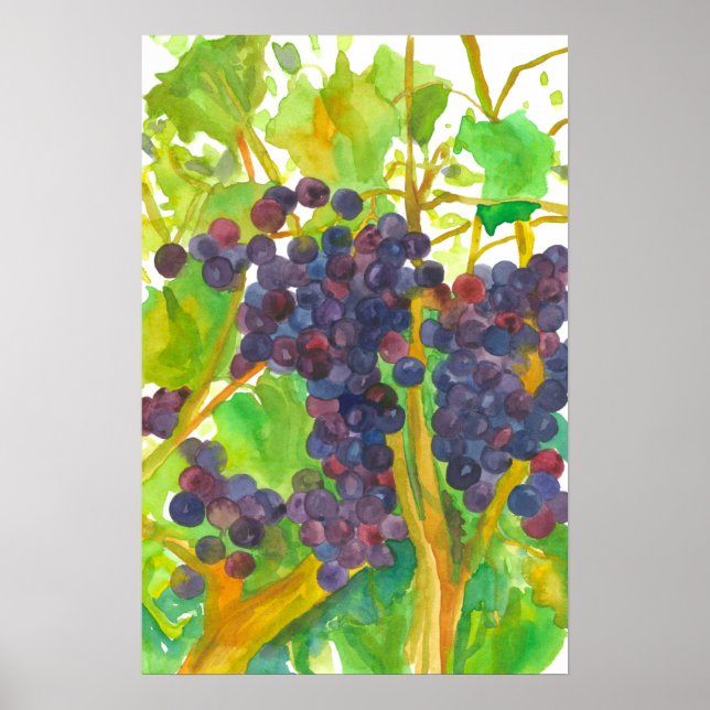 Póster Pintura de acuarela de uvas de vino (Frente)