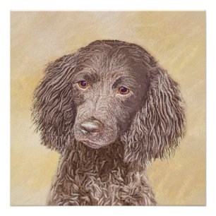 Póster Pintura de American Water Spaniel - Arte Original