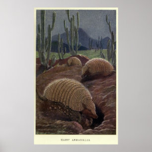 Póster Pintura de Armadillo de época (1909)