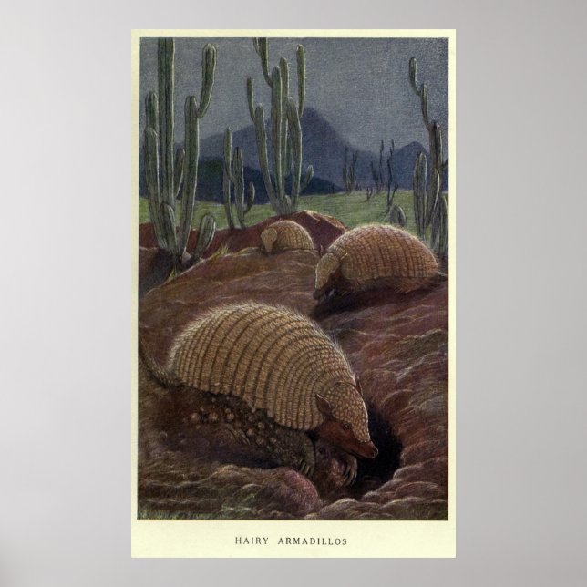 Póster Pintura de Armadillo de época (1909) (Frente)