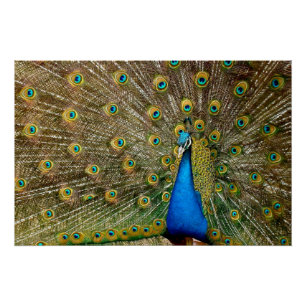 Póster Pintura de arte de pavo real