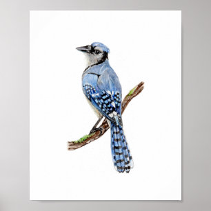 Póster Pintura de ave azul jay acuarela