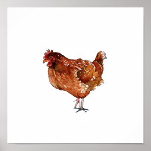 Póster Pintura de ave gallina marrón a la acuarela
