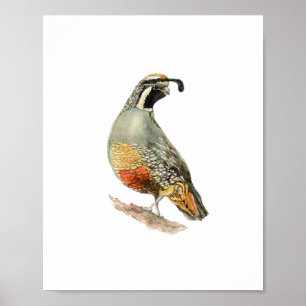 Póster Pintura de ave perdiz al acuarela