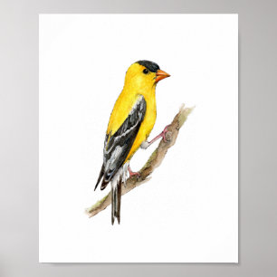 Póster Pintura de ave pinzón americano amarillo acuarela