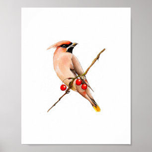 Póster Pintura de ave Waxwing de cedro en acuarela