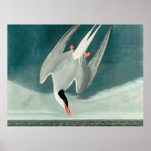 Póster Pintura de aves silvestres de charrán ártico de Au