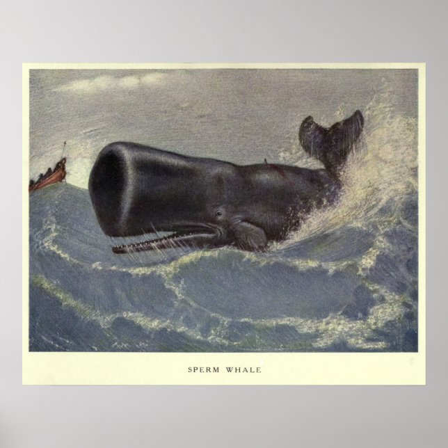 Póster Pintura de ballena de esperma vintage (1909) (Frente)