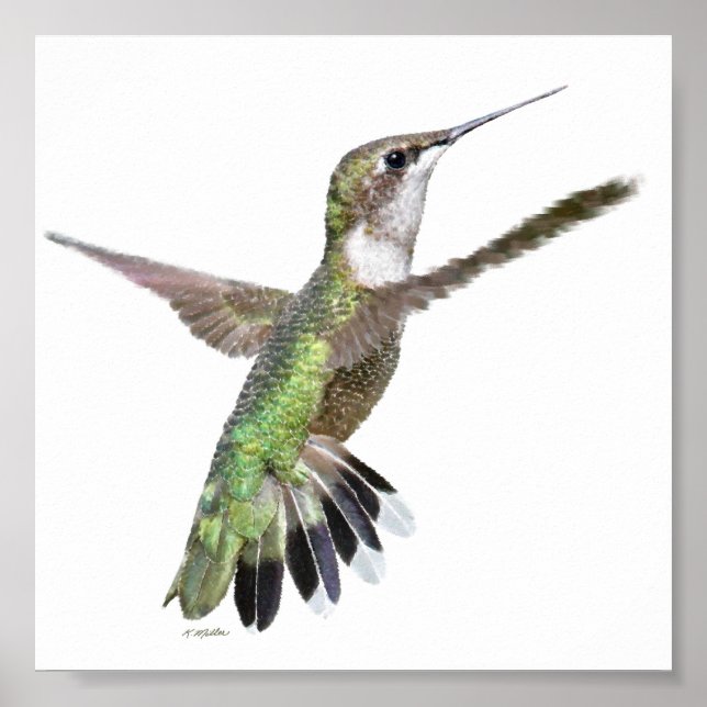 Póster Pintura de berlinés de colibrí (Frente)