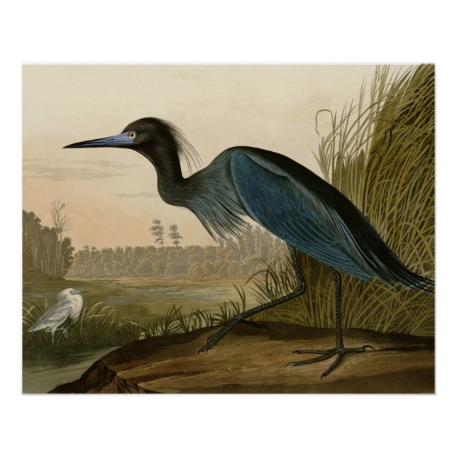 Póster Pintura de Blue Crane Heron Audubon (Anverso)