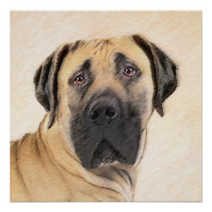 Póster Pintura de Boerboel - Arte Perro Original Cuto
