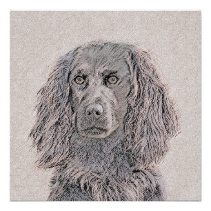 Póster Pintura de Boykin Spaniel - Arte de Perro Original