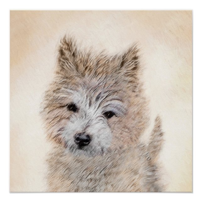 Póster Pintura de Cachorro de Cairn Terrier - Arte Perro  (Anverso)