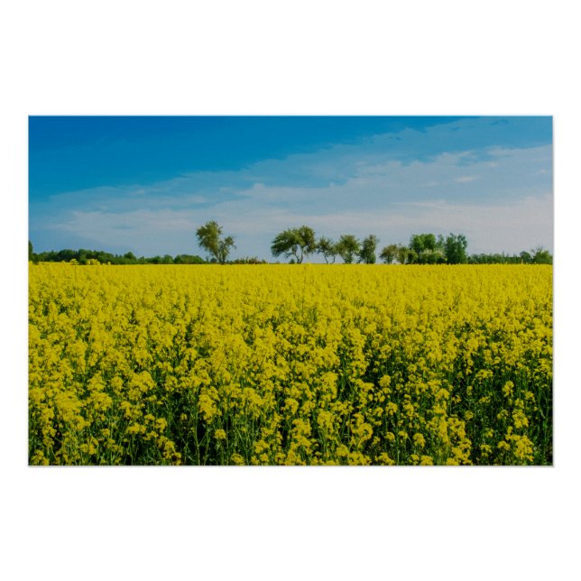 Póster Pintura de campo de flores amarillas (Anverso)