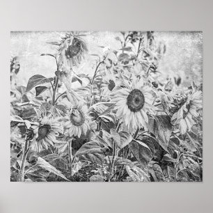 Póster Pintura De Campo De Girasol Negro Y Blanco