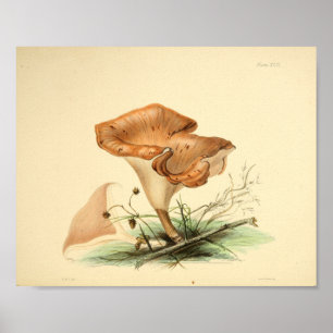 Póster Pintura de capucha marrón de 1855 hongos