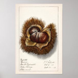 Póster Pintura de castaño (Castanea) de color de agua de 
