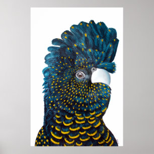 Póster Pintura de Cockatoo negro