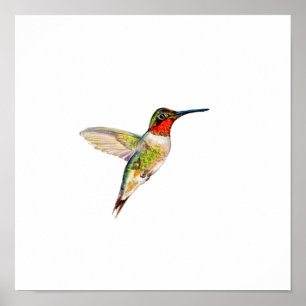 Póster Pintura de colibrí de garganta rubí con acuarela