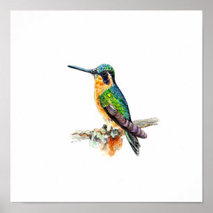 Póster Pintura de colibrí verde al acuarela