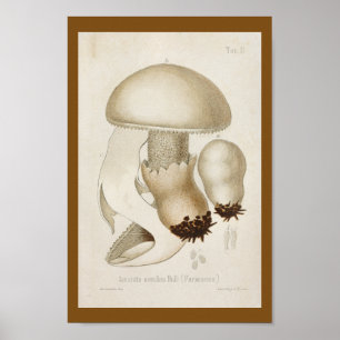 Póster Pintura de color blanco de 1899 champiñones Vintag