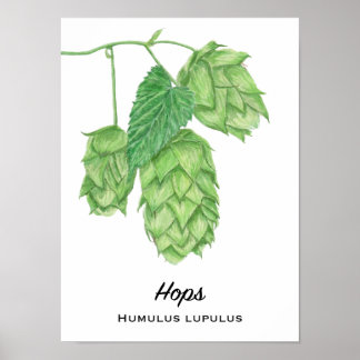 Póster Pintura de color de agua de Beer Hops