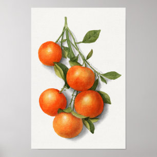 Póster Pintura de color de agua de frutas (Calamondian) d