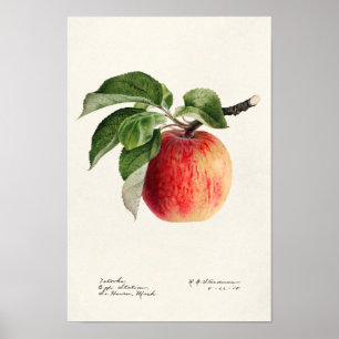 Póster Pintura de color de agua de frutas de Apple (Malus