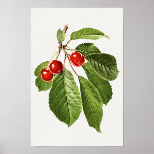 Póster Pintura de color de agua de frutas de cerezo venec