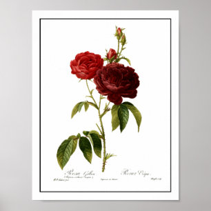 Póster Pintura de color rojo oscuro de los rosas del