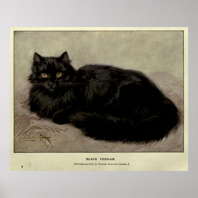Póster Pintura de época de un gato negro (1903) (Frente)