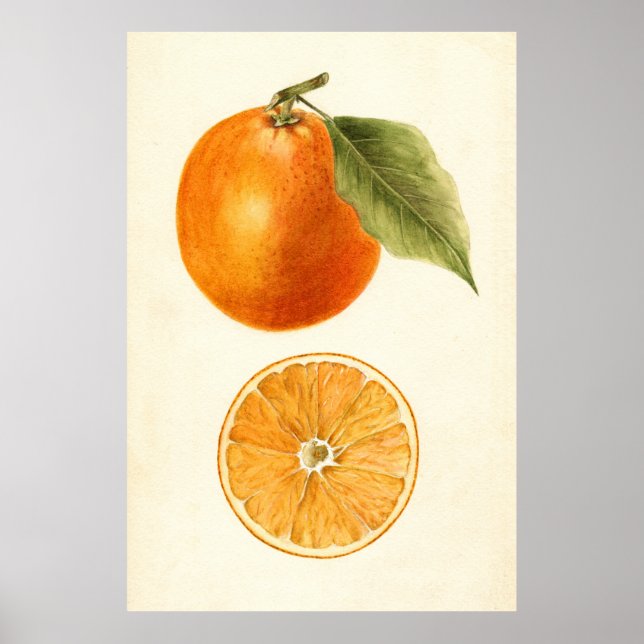 Póster Pintura de época de un Naranja (Frente)