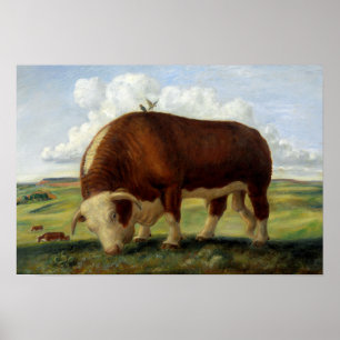 Póster Pintura de época de un toro de Hereford