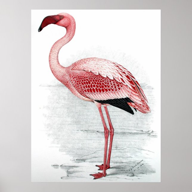 Póster Pintura de flamingo rosa de época (Frente)