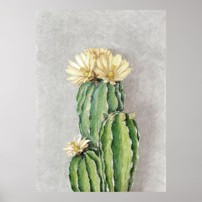 Póster Pintura de flor de Cactus (Frente)