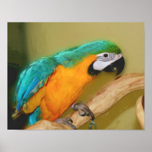 Póster Pintura de foto de loro de macao dorado azul